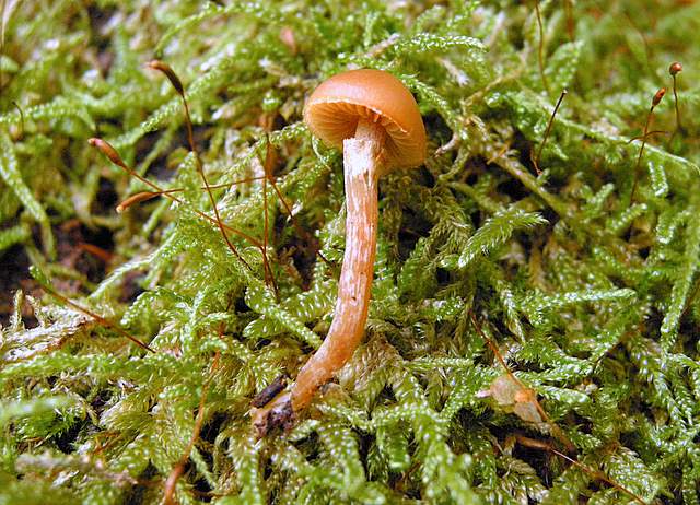Galerina spec.  Cod.: 0260-07